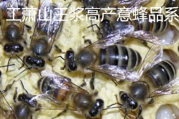 养什么蜂具有良好的效益，虎头蜂、意蜂等品种均是适宜选择插图4