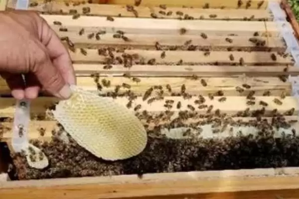 蜜蜂造脾的速度，因群势强弱、蜜源多寡等不同而不同插图1