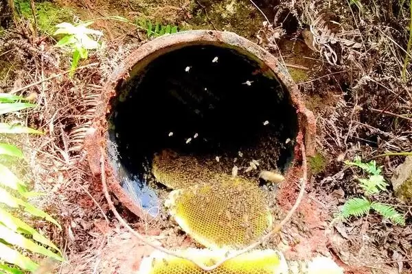 夏季蜂群的管理要点，核心工作是防暑降温插图6
