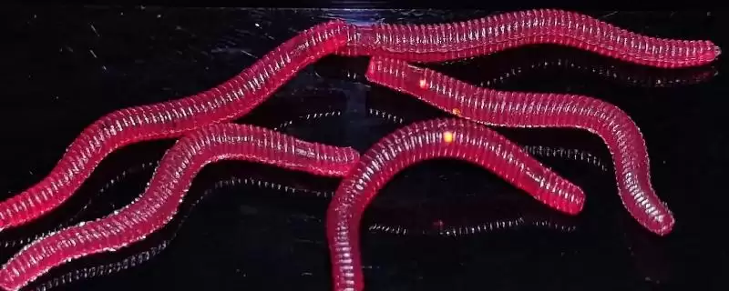 假红虫能不能用来钓鱼呢,假红虫能钓鱼但是相比效果不是太好-会东网