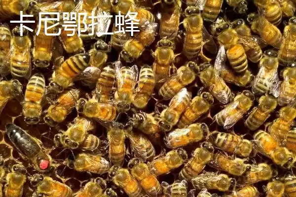 蜜蜂品种和优缺点介绍，包括中华蜜蜂、意大利蜂、东北黑蜂等种类插图3