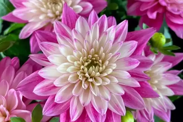 小丽花开花时间的要点和判断？判断小丽花开花时间需注意什么？插图2