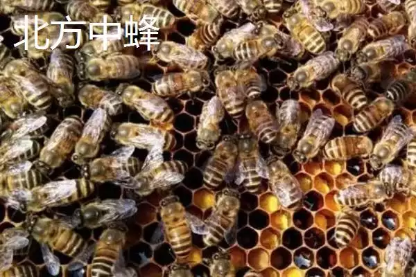 中蜂的品种，群势大小不一插图1