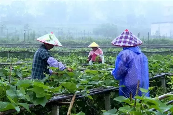 龙须菜的外观形态特征 ,龙须菜花朵和果实有何特点？插图7