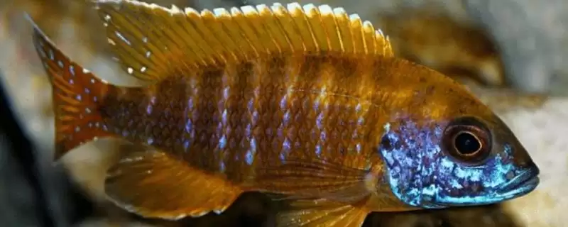 马拉湖慈鲷好不好养 ,掌握习性后马拉湖慈鲷好养吗-会东网