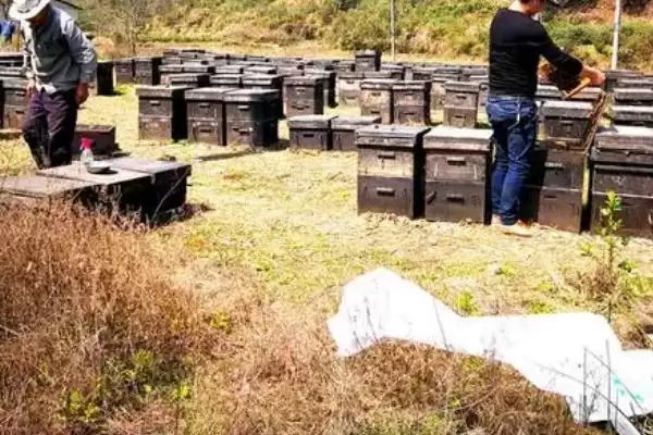 养蜂相关知识，需注意防治蚂蚁、胡蜂等天敌插图6