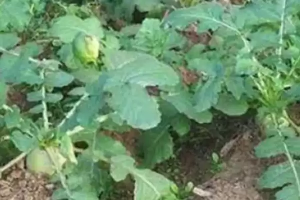 萝卜白锈病如何进行防治 ,萝卜白锈病怎么隔年轮作插图3 萝卜白锈病如何进行防治 ,萝卜白锈病怎么隔年轮作插图3