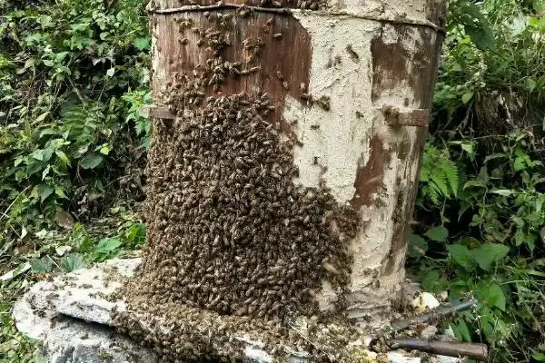 为什么南方11到12月诱蜂，耐寒性较强的蜜源植物开始开花泌蜜了插图1
