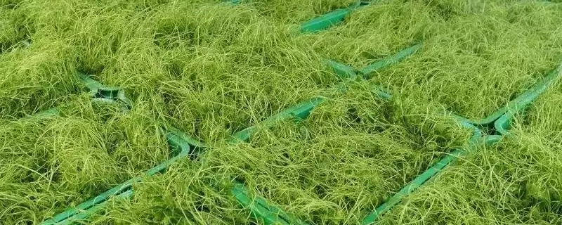 龙须菜的外观形态特征 ,龙须菜花朵和果实有何特点？-会东网