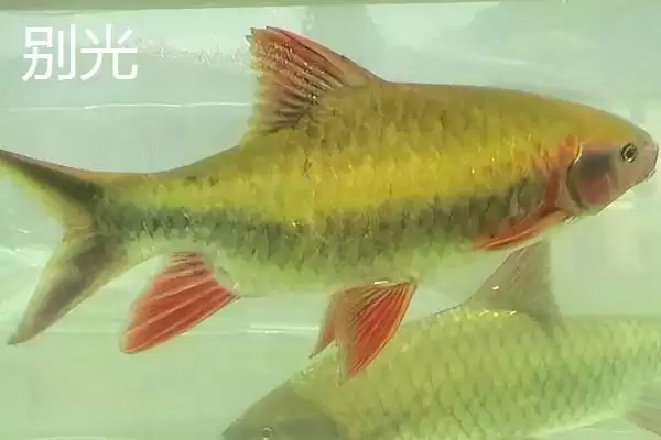 锦鲤的常见品种 ,锦鲤有哪些常见的品种类型呢插图5
