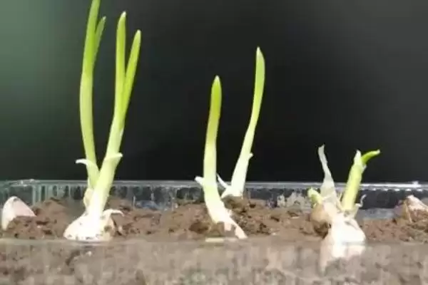 确定种大蒜时间的方法和重点？确定种大蒜时间要做好哪些细节？插图5