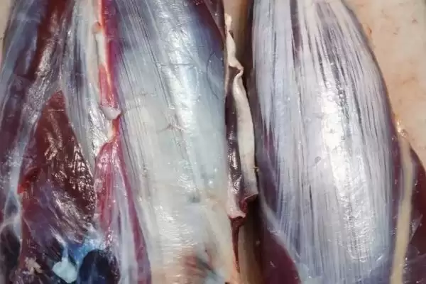 牛体内有多少牛腱子，4条腿上各有1个插图3