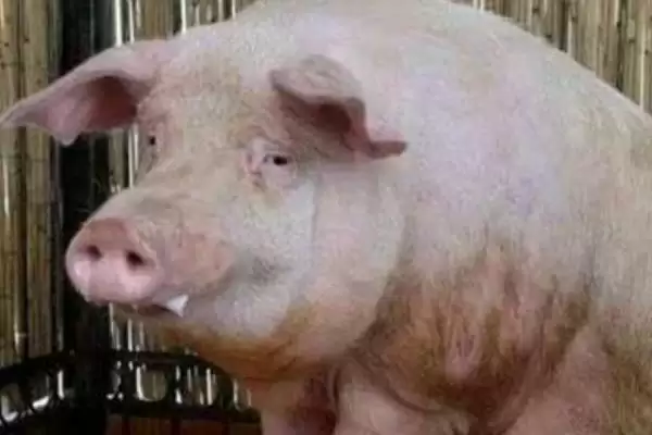 治疗猪肺疫的土方法，将蟾蜍和生姜捣烂再兑醋冲服插图1