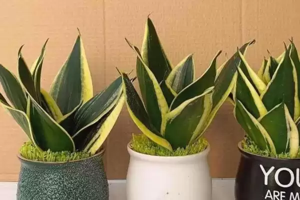 金边虎尾兰的养殖方法 ,如何养殖金边虎尾兰这种植物插图5