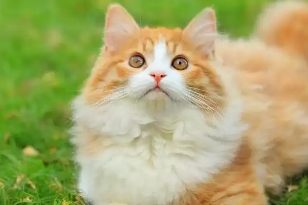 母猫发情的时候能做绝育吗 ,母猫发情时是不可以进行绝育手术的插图2 母猫发情的时候能做绝育吗 ,母猫发情时是不可以进行绝育手术的插图2