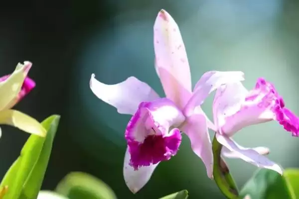卡特兰的养殖方法 ,卡特兰春芽刚生时如何换盆呢？插图5