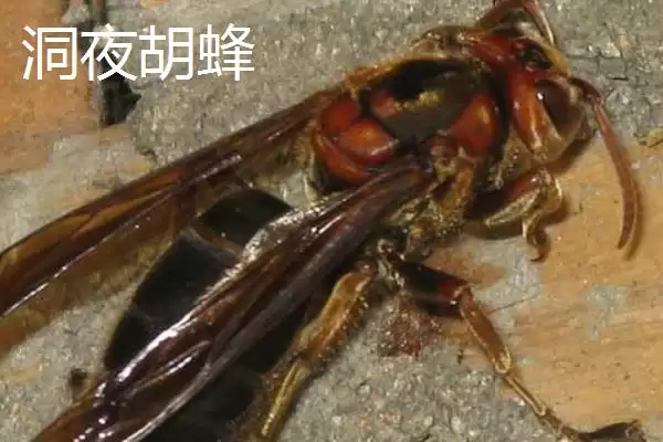毒蜂的种类，常见以下10种插图8