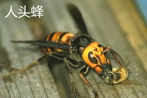 人头蜂与虎头蜂的性情，二者都属于凶猛的蜜蜂品种插图1