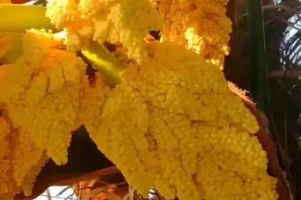 棕树花食用性的要点和依据？判断棕树花能否吃需注意什么？插图1