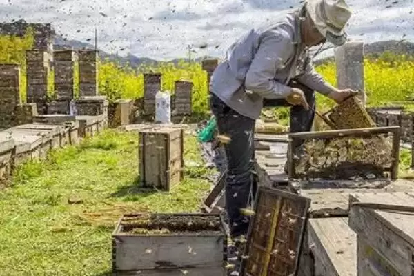 新手养蜂如何避免蜂群逃跑，使用无异味的蜂箱可让蜂群安定插图1