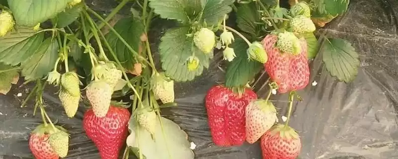 草莓空心如何预防，生长温度不要超过35℃-会东网