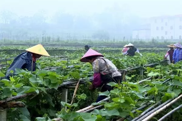 龙须菜的外观形态特征 ,龙须菜花朵和果实有何特点？插图4