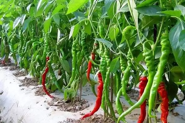 辣椒的种植时间 ,辣椒在春季和秋季种植有何不同？插图1