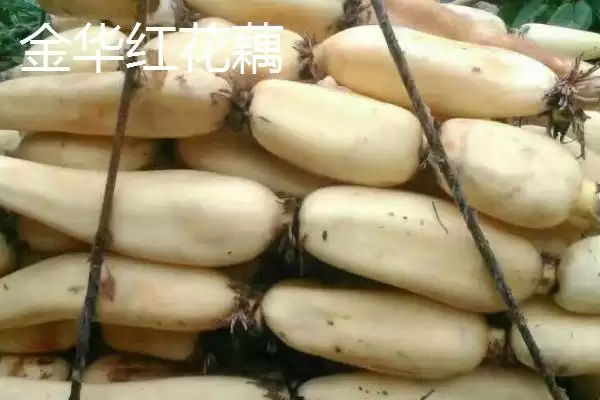 莲藕的优质品种 ,有哪些好吃的莲藕品种推荐呢?插图5 莲藕的优质品种 ,有哪些好吃的莲藕品种推荐呢?插图5
