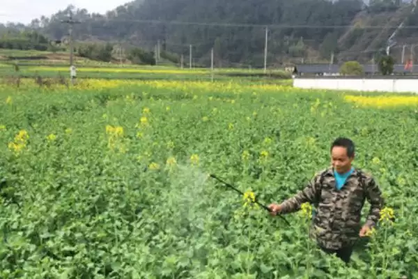 立春后油菜如何施肥，严格控制氮肥的施用量插图3