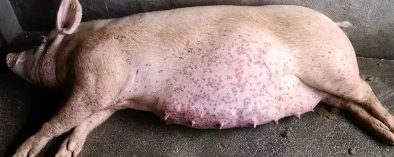 探究猪身上出现红点原因的方法和重点？养猪要做好哪些皮肤健康细节？-会东网