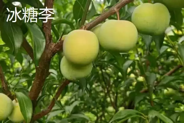最大的李子品种，目前我国最大李子品种是黑巨王李子插图7