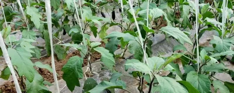 茄子复合肥使用技巧：每20天左右追肥一次的频率-会东网