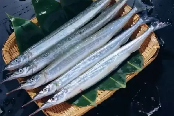 青岛刀鱼价格现状：市场上刀鱼为何都是死的及价格情况插图3