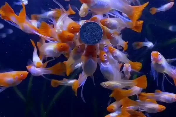 孔雀鱼颜色变浅的原因 ,水温水质如何影响孔雀鱼颜色？插图1