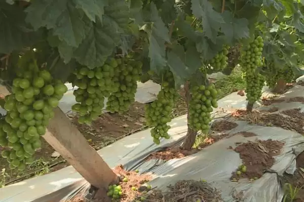 葡萄病虫害防治技术全解：不同病害为害部位的应对策略插图7