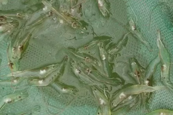 南美白对虾和中国对虾的差异大揭秘：外形和分布的不同之处插图3