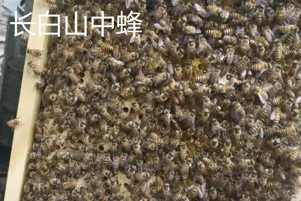 海南中蜂品种介绍，群势较小但具有较强的采集能力插图10