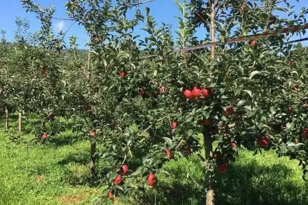 苹果的种植方法，定植后要及时整形、环割插图2