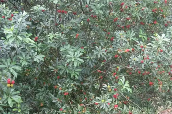 种植杨梅的方法和重点？种植杨梅要做好哪些细节？插图4