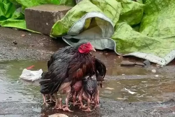 探寻鸡不知躲雨缘由的方法和重点？养鸡要做好哪些习性观察？插图3