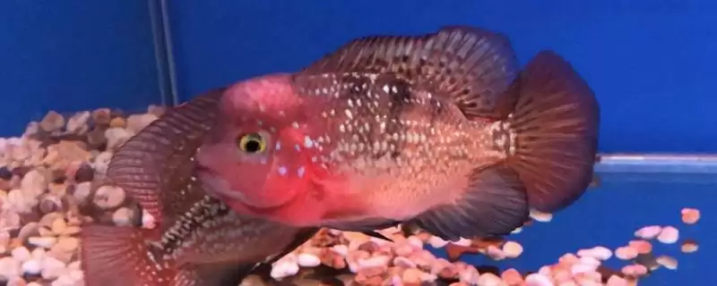 罗汉鱼的养殖技术要点有什么 ,罗汉鱼养殖水质有何要求-会东网