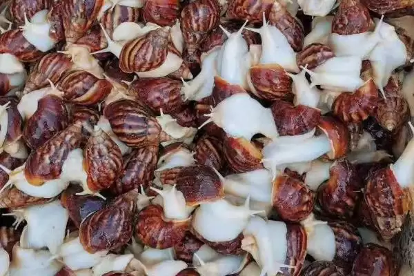 蜗牛常见的疾病？了解蜗牛常见疾病要知晓哪些关键的病症表现和疾病种类要点？插图1