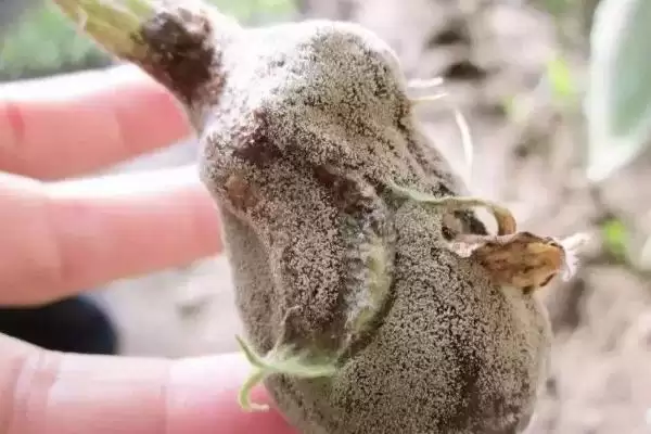 茄子灰霉病症状剖析：叶缘水浸状浅褐色病斑的特征插图2