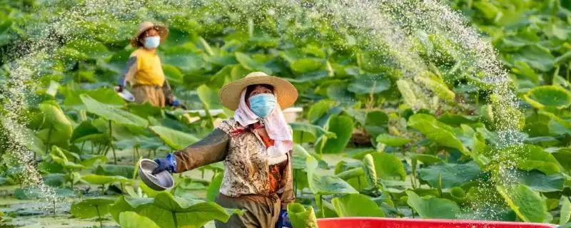 莲藕的施肥间隔时间 ,莲藕施肥间隔为什么是半个月？-会东网
