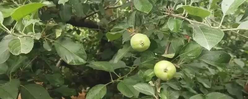 提高苹果坐果率的方法，施足底肥可增加树体的营养积累、促进坐果-会东网