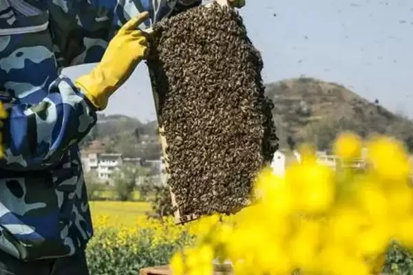 养蜂相关知识，需注意防治蚂蚁、胡蜂等天敌插图2