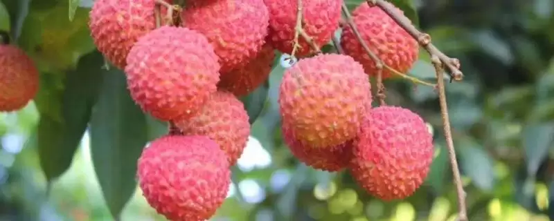 御金球荔枝品种的特性，生长势较强且裂果率低-会东网
