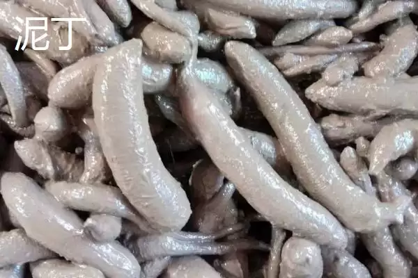 泥丁和沙虫的区别在哪?外观像钉子与肠子的奇妙生物插图1 泥丁和沙虫的区别在哪?外观像钉子与肠子的奇妙生物插图1