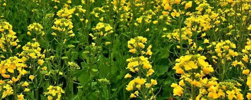 油菜花的成熟时间，春油菜常在9月份左右成熟-会东网