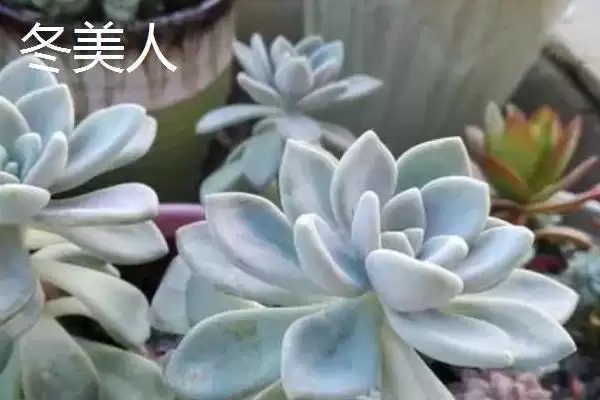 新手必看！姬胧月、虹之玉、冬美人等易养多肉植物推荐插图3